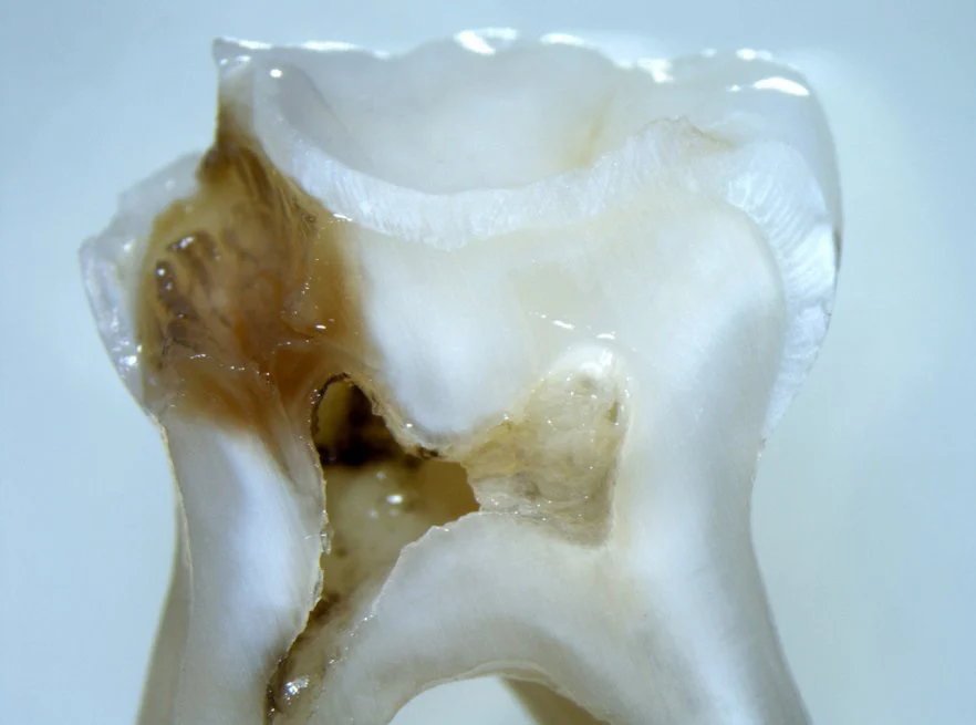 Wismann Dental Picture 9