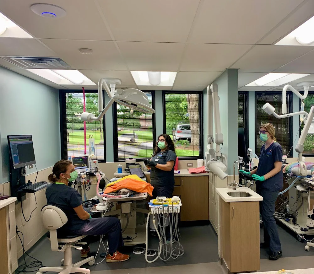 Veterinary Dental Center: S Juriga, DVM, DAVDC; L Sasser, DVM, DAVDC; K Kling, DVM, DAVDC; G Rutkauskas, DVM; MJ Hassan DVM Picture 6