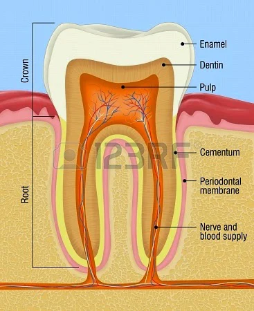 Modern Endodontics Picture 1