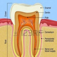 Modern Endodontics ico
