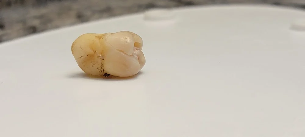Village Green Dental Center Picture 7