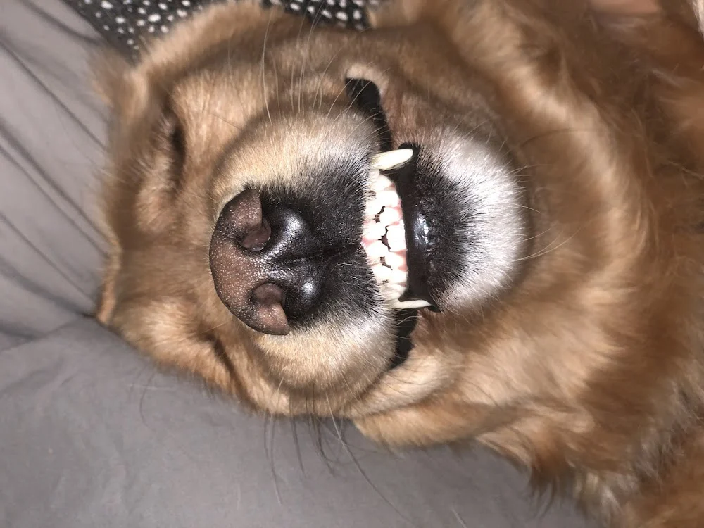 Plosky Dental Picture 8