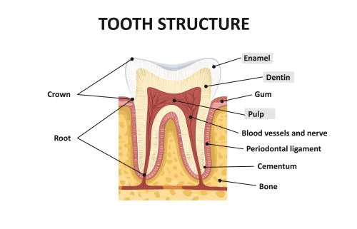 Pelham Family Dental Picture 7