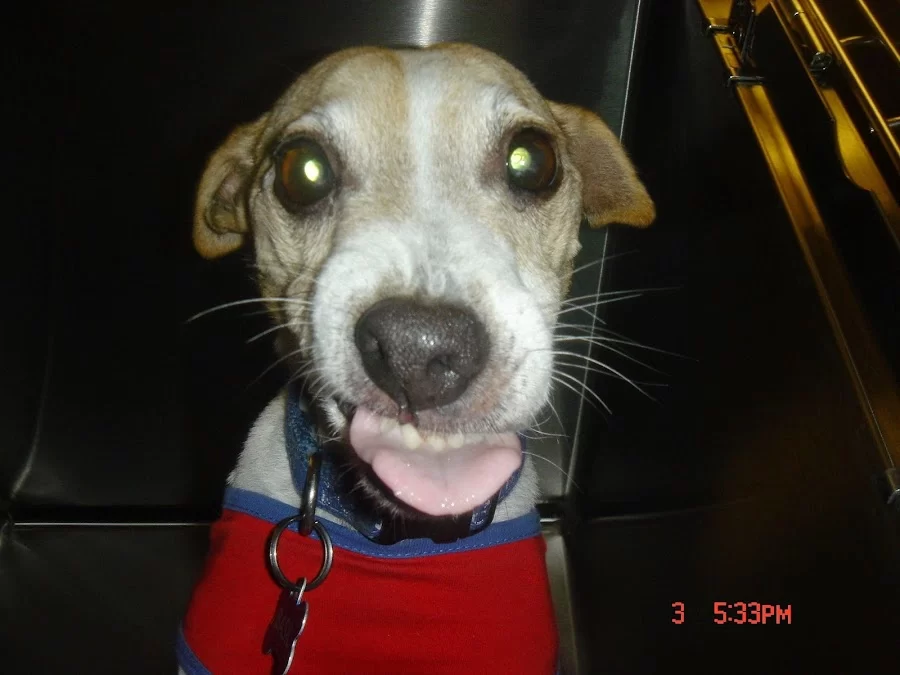 Oregon Veterinary Dental Specialists Picture 3