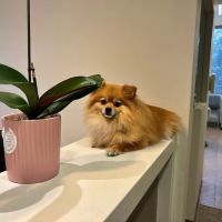 Bellevue Implant & Cosmetic Dentistry ico