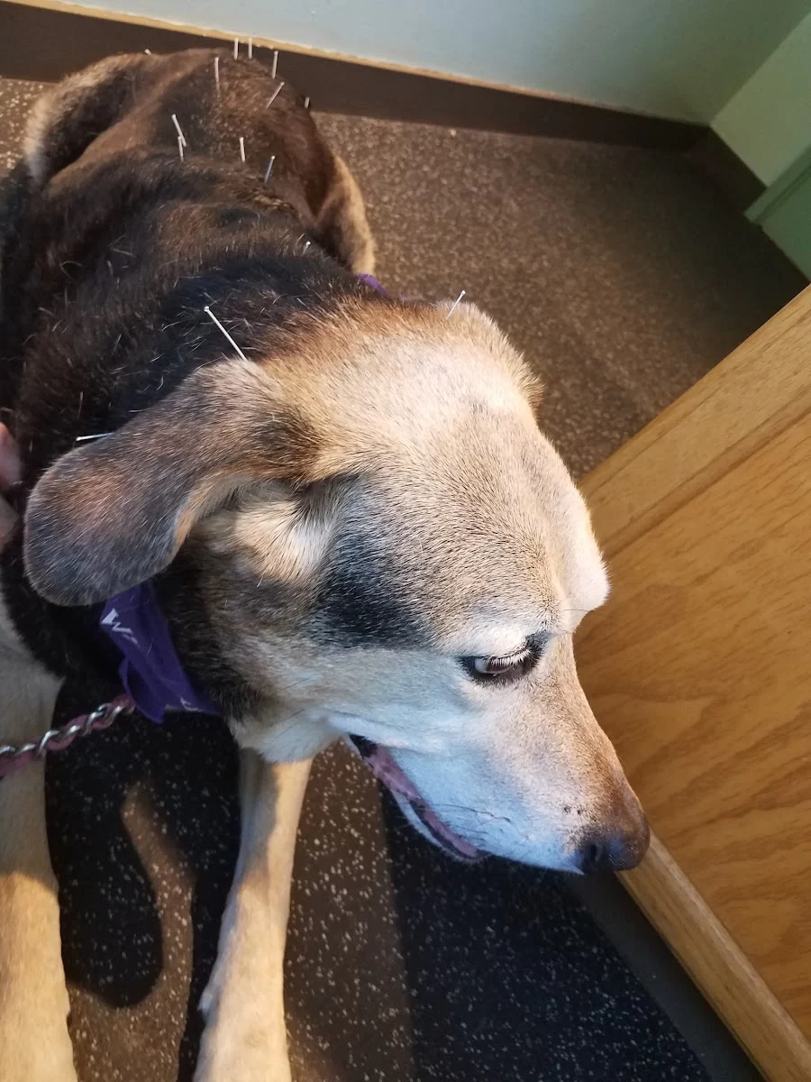 Animal Wellness and Rehabilitation Center Picture 6