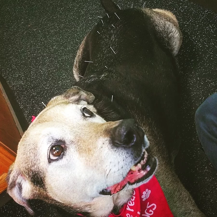 Animal Wellness and Rehabilitation Center Picture 7