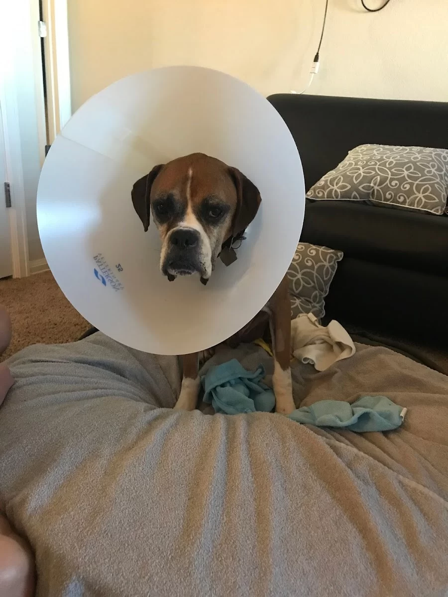 Pets First Animal Hospital Picture 9