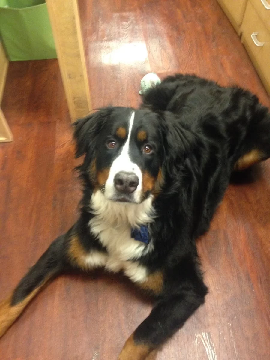 Pets First Animal Hospital Picture 10