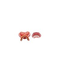 Affordable Dental Care ico