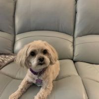 Animal Hospital at Brier Creek ico