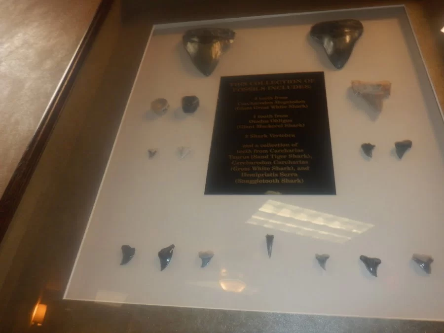 McNutt Pediatric Dentistry: Timothy E McNutt, Sr, DDS Picture 8