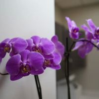 My Smile Dental Services ico