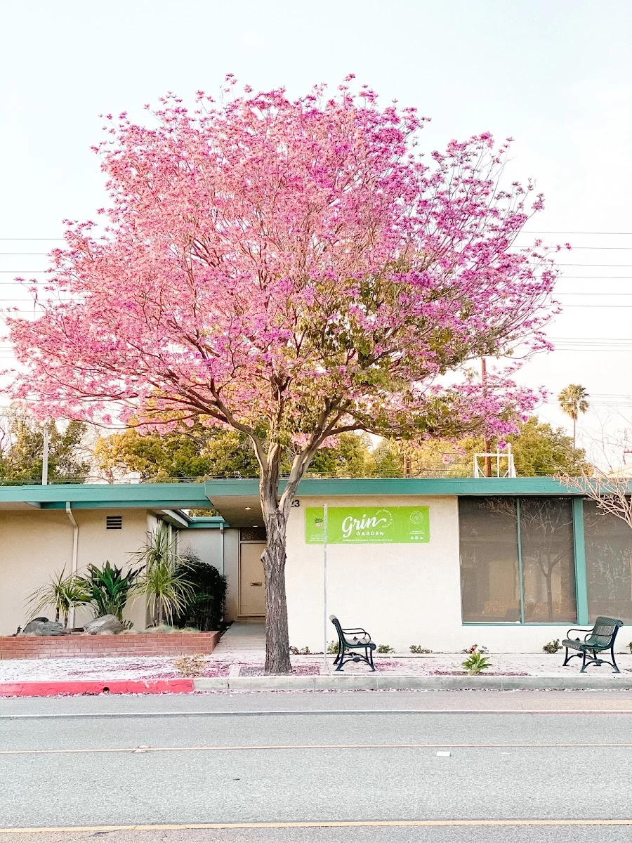 Grin Garden Kids Dental and Orthodontics, Ivy Avanessian Fua DDS Picture 8