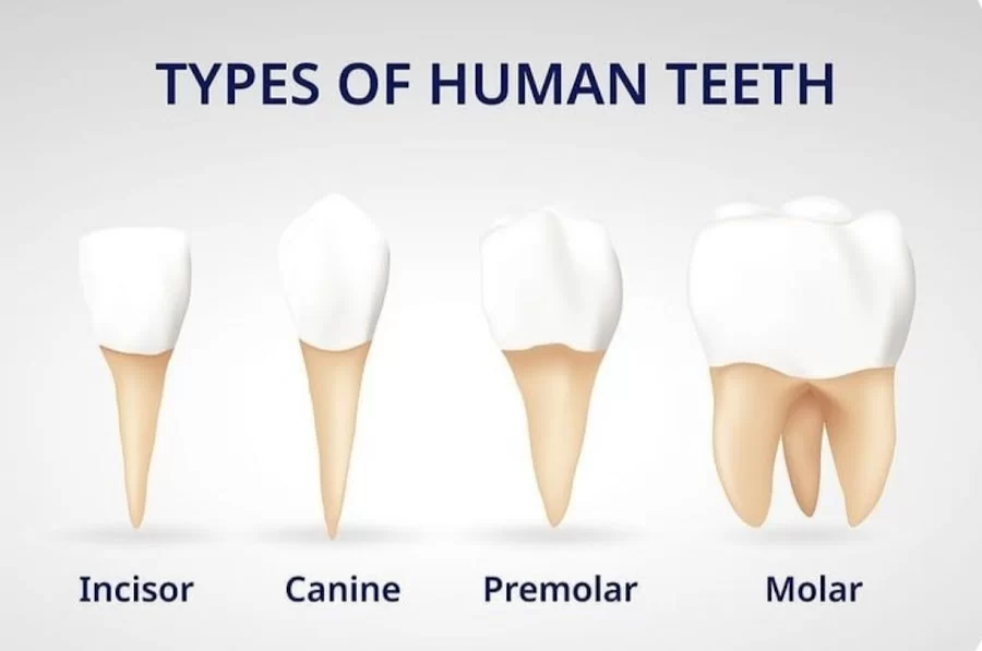 명치과 IMPLANT Dental office Picture 2