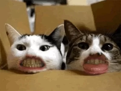 Dog and Cat Dentist, Inc. Picture 1