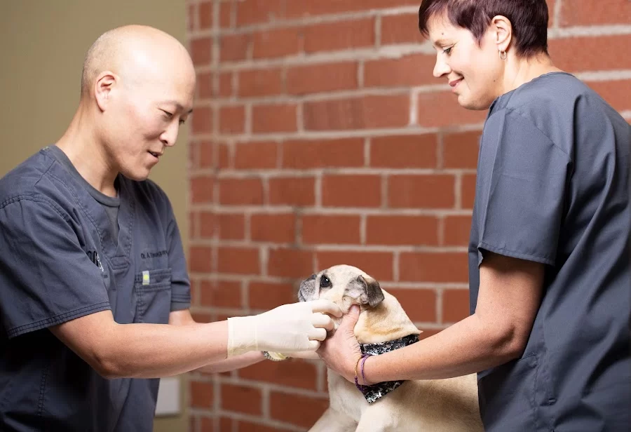Dog and Cat Dentist, Inc. Picture 7