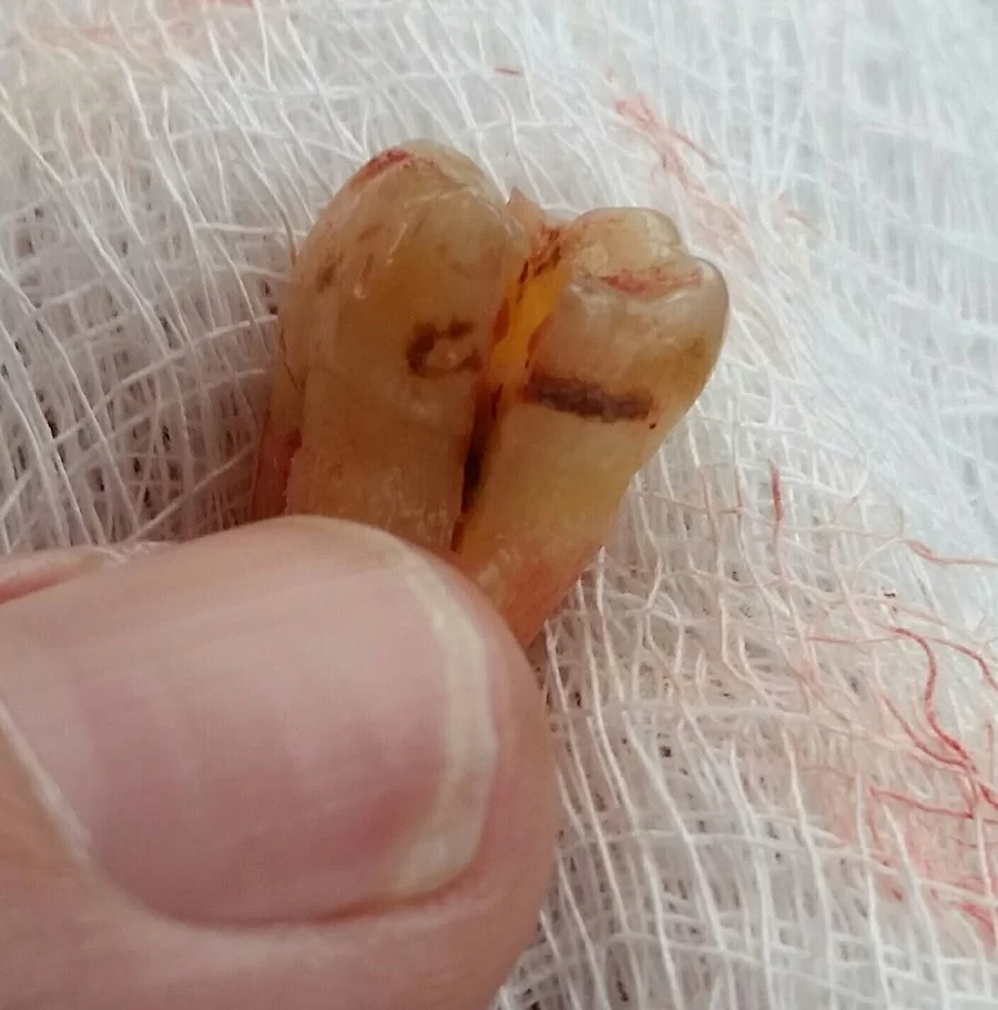 David S Leslie DMD Family Dentistry Picture 7