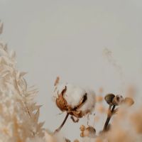 Cotton Dentistry ico