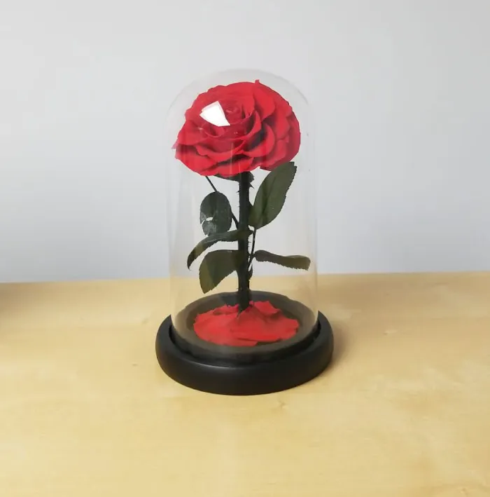 Red Rose Dentistry Picture 5