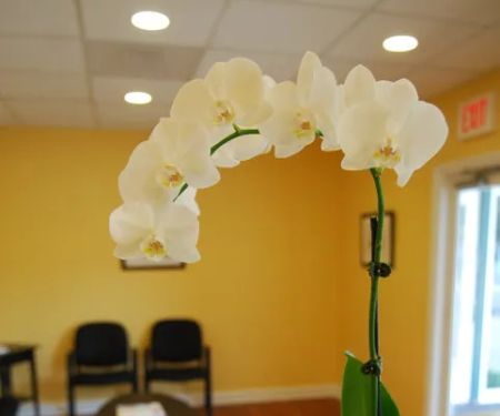 Expressions Dental Care Reston