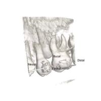 Endo-dent consultorio dental ico
