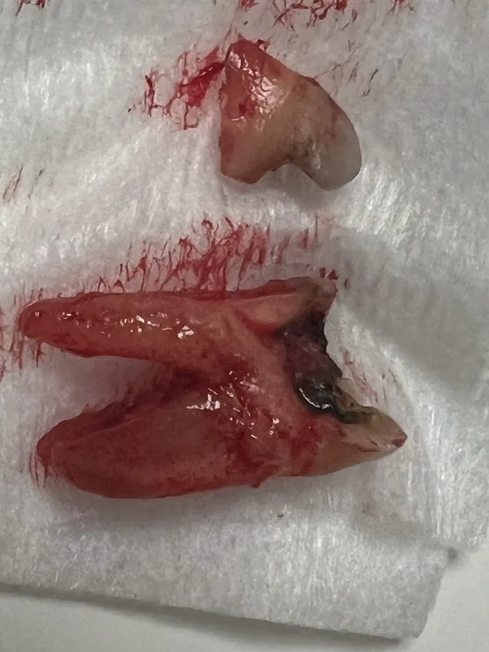Alpine Woods Family Dental Picture 6