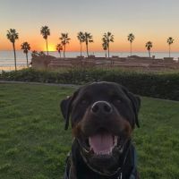 Oceanside Dental ico