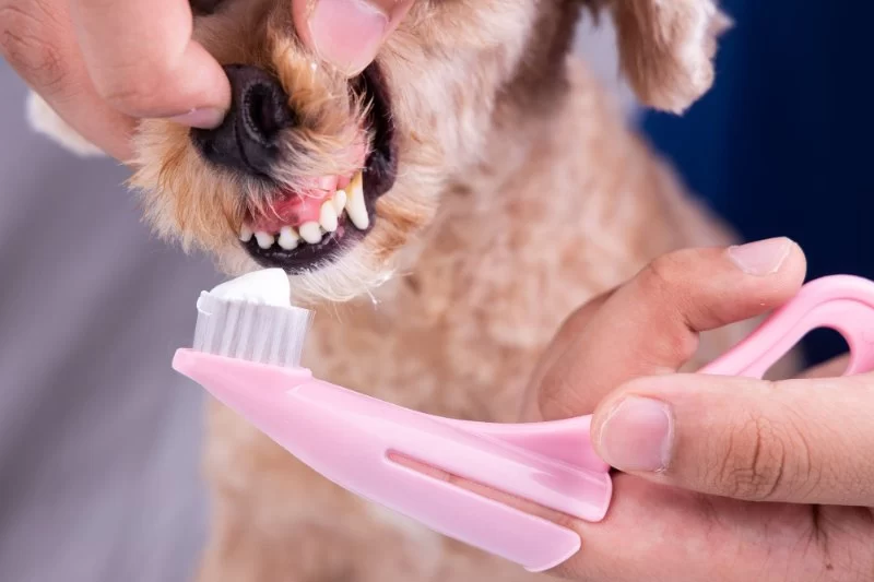 What Bacteria Causes Oral Disease in Dogs? Understanding and Prevention