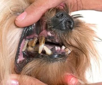 How to Treat Oral Disease in Dogs Effectively at Home and with Vets